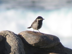 Melaniparus afer afer