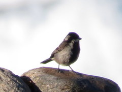 Melaniparus afer afer
