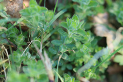 Cruciata laevipes