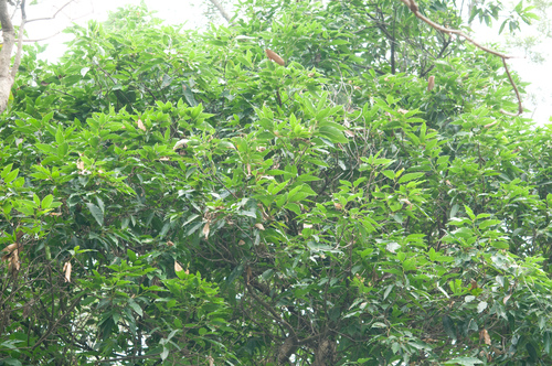 Castanopsis chinensis, photograph 6