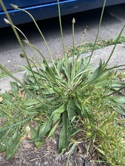 Plantago lanceolata