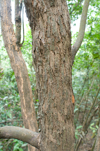 Castanopsis chinensis, photograph 4