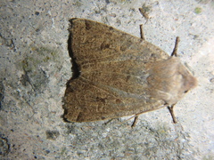 Conistra veronicae