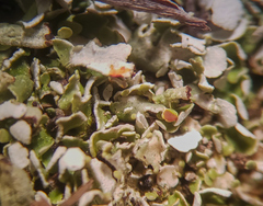 Cladonia symphycarpa