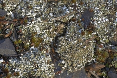 Cladonia symphycarpa