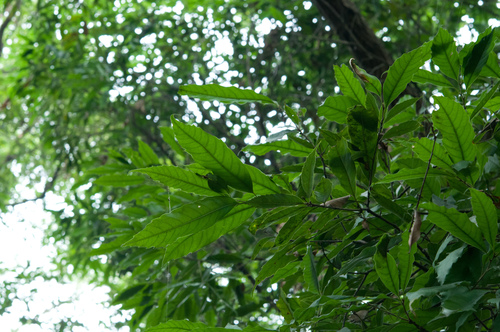 Castanopsis chinensis, photograph 5