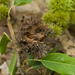 Castanopsis chinensis - Photo (c) Cheng-Tao Lin, algunos derechos reservados (CC BY), subido por Cheng-Tao Lin