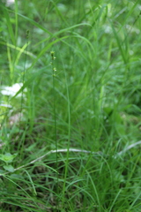 Carex leersii