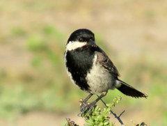 Melaniparus afer afer