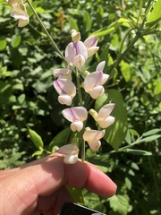 Lathyrus jepsonii californicus