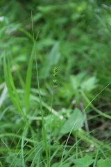 Carex leersii