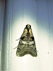 Pococera maritimalis