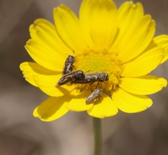Acmaeodera neglecta neoneglecta