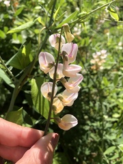 Lathyrus jepsonii californicus
