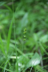 Carex leersii