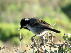 Melaniparus afer afer