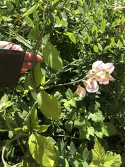 Lathyrus jepsonii californicus