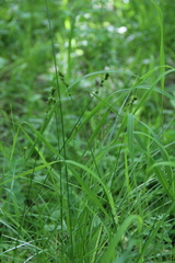 Carex leersii