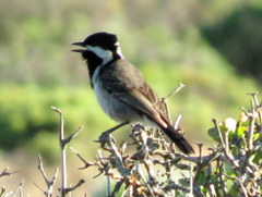 Melaniparus afer afer