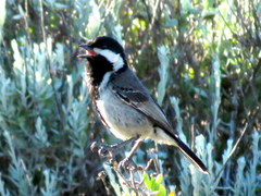 Melaniparus afer afer