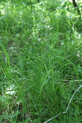 Carex leersii