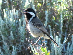 Melaniparus afer afer