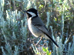 Melaniparus afer afer