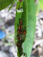 Oncopeltus cingulifer