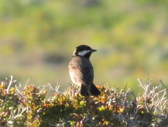 Melaniparus afer afer