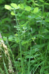 Carex leersii