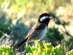 Melaniparus afer afer