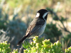 Melaniparus afer afer