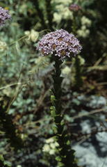 Pseudoselago serrata