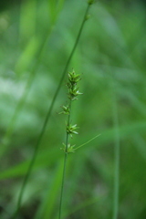 Carex leersii