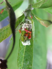 Oncopeltus cingulifer