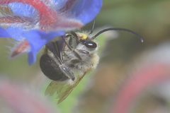 Eucera nigrescens