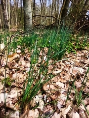 Allium