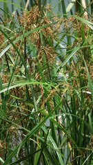 Cyperus fastigiatus