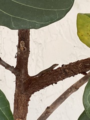 Anolis sagrei