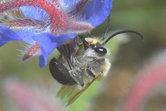 Eucera nigrescens