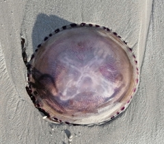 Pelagia noctiluca