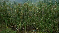 Cyperus fastigiatus