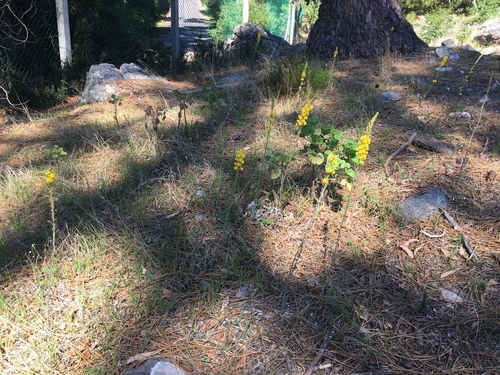 Bulbine cepacea (Bulbine cepacea)