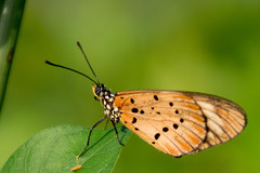 Acraea encedon