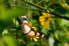 Pseudacraea