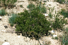 Psoralea lucens