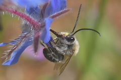 Eucera nigrescens