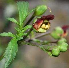 Scrophularia tanacetifolia