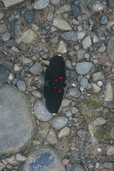Melanis acroleuca huasteca