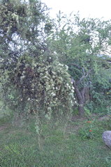 Tripodanthus flagellaris